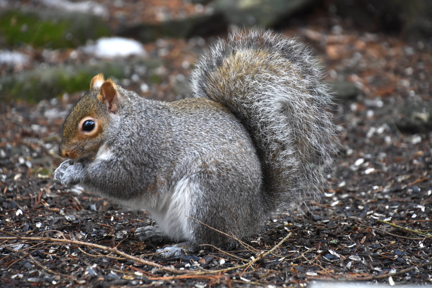 Gray squirrels. A thing of beauty. A joy forever. Take a moment to appreciate the silver finery of this creature’s fur, which never needs products to improve its perfection; the graceful arc of its shimmery tail; the glistening shine of its marble-like eye.